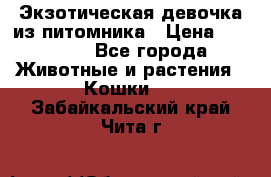 Экзотическая девочка из питомника › Цена ­ 25 000 - Все города Животные и растения » Кошки   . Забайкальский край,Чита г.